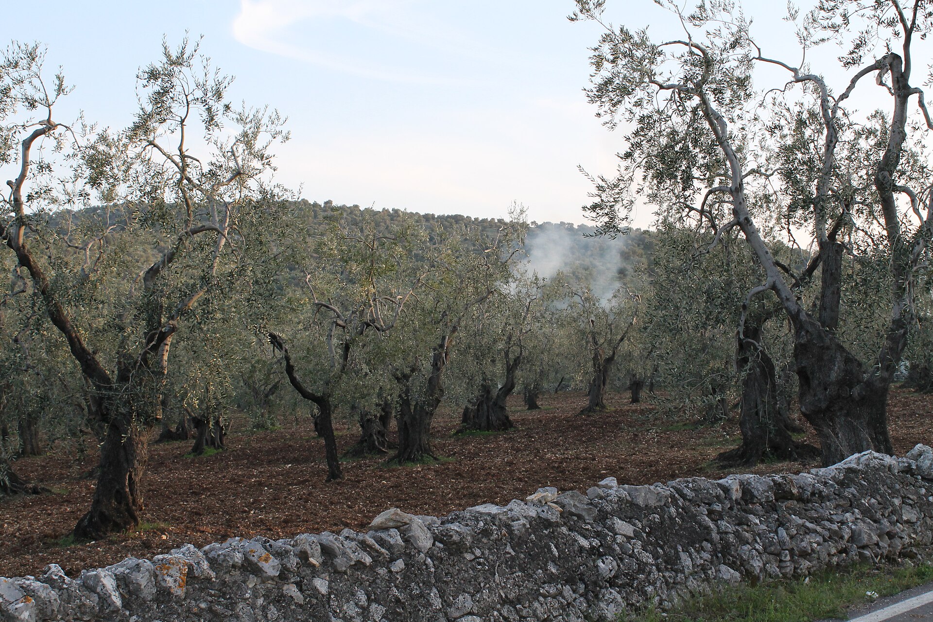 Olive Groves in Puglia Countryside - panoramio